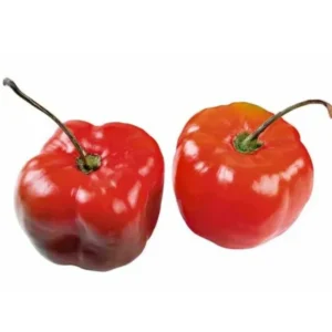 Rocoto 1k